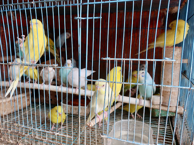 Tiệm chim cảnh Đà Lạt Gia Bảo