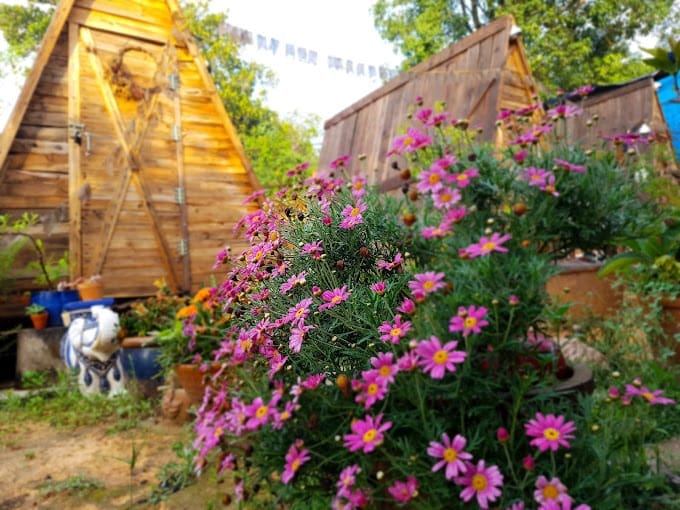 hoa nở tại Homestay 