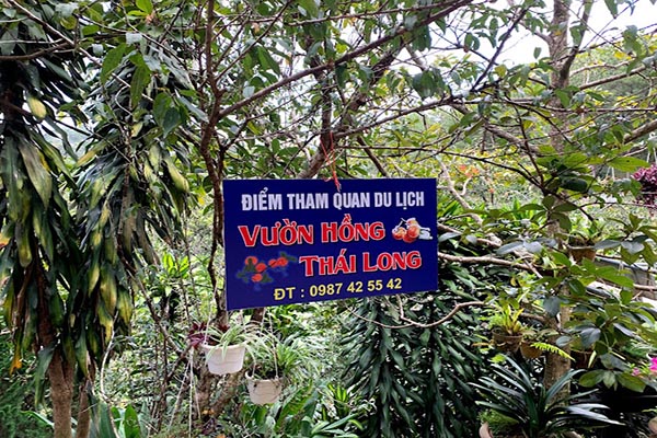 Vườn hồng trái Thái Long