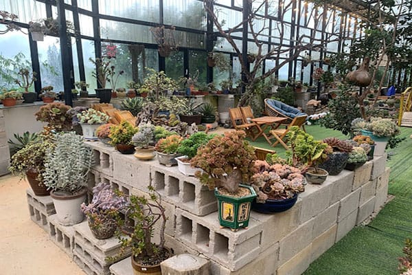Vườn Sen (Succulents & Coffee) - quán cà phê sen đá Đà Lạt