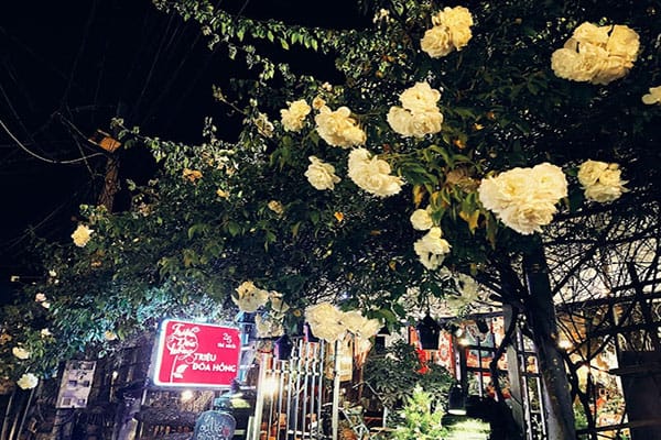 Cafe Triệu Đoá Hồng 