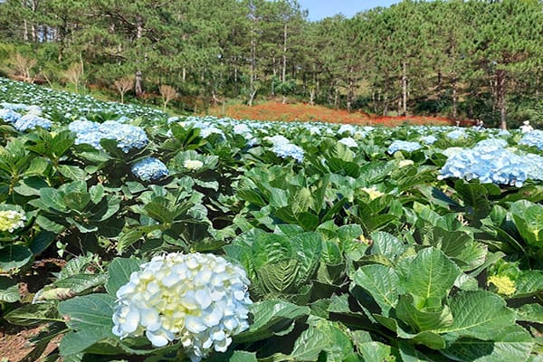 Top 9 nông trại Đà Lạt nhất định phải ghé thăm tại thành phố sương mù 29 Nông Trại Cún Puppy Farm