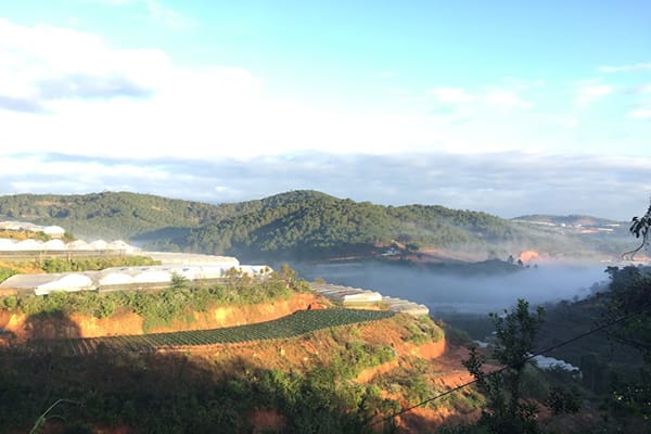 Top 9 nông trại Đà Lạt nhất định phải ghé thăm tại thành phố sương mù 22 Trang trại cà phê Sơn Pacamara Specialty Coffee