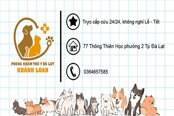 Top 8 phòng khám thú y Đà Lạt, chăm sóc thú cưng tốt nhất 11 Phòng khám thú y Đà Lạt Khánh Loan