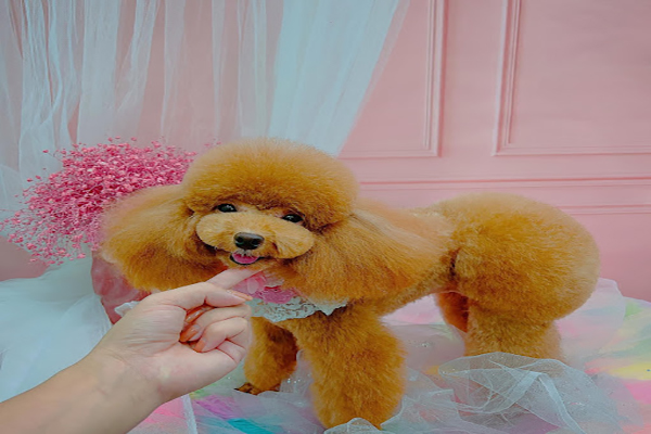 Top 8 phòng khám thú y Đà Lạt, chăm sóc thú cưng tốt nhất 13 Mimi Pet Spa Đà Lạt – địa điểm chăm sóc thú cưng chuyên nghiệp