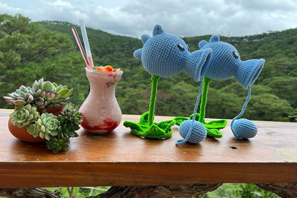 Thông Trước Nhà Cafe - cafe ngắm hoàng hôn Đà Lạt