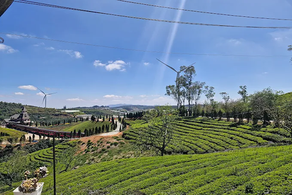 Đồi chè Cầu Đất