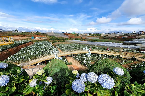 Khám phá trại Mát Đà Lạt – Thiên đường du lịch nên thơ và bình yên 18 Cánh đồng hoa Cẩm Tú Cầu Trại Mát
