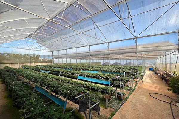 Khám phá trại Mát Đà Lạt – Thiên đường du lịch nên thơ và bình yên 20 Vườn Dâu Nam Anh