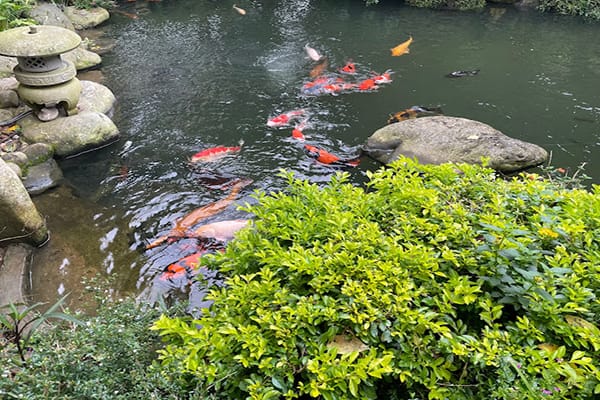 Top 8 Quán Cà Phê Cá Koi Đà Lạt Đẹp Nhất Không Thể Bỏ Qua 23 Xuân Hương Garden Coffee