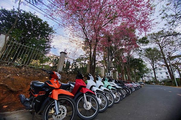 Top 14 địa chỉ cho thuê xe máy mới giá rẻ tại Đà Lạt 16 Cho thuê xe máy Đà Lạt-Mr Nguyên