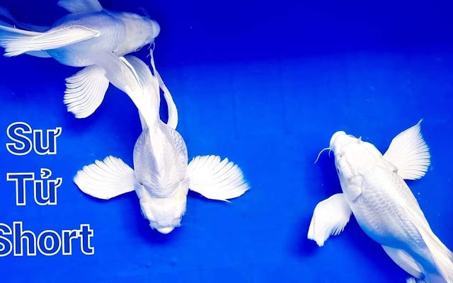 Top Các Tiệm Cá Cảnh Đà Lạt Nơi Tìm Cá Cho Dân Đam Mê 11 Cửa Hàng Cá Cảnh Thủy Sinh Đà Lạt