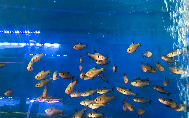 Top Các Tiệm Cá Cảnh Đà Lạt Nơi Tìm Cá Cho Dân Đam Mê 9 CT AQUA Dalat