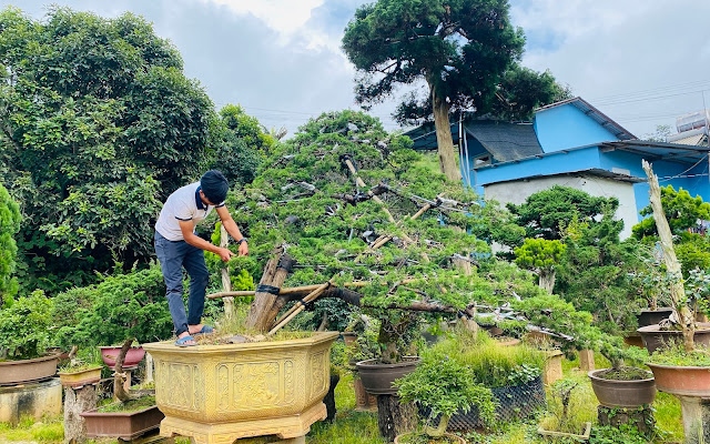 Top 6 Tiệm Cây Cảnh Độc Đáo Tại Đà Lạt – Nơi Cây Cối "Lên Sóng" Đẹp Như Tranh! 7 cây cảnh đà lạt