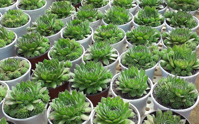 Top 6 Tiệm Cây Cảnh Độc Đáo Tại Đà Lạt – Nơi Cây Cối "Lên Sóng" Đẹp Như Tranh! 11 The Plant House – plant&decor