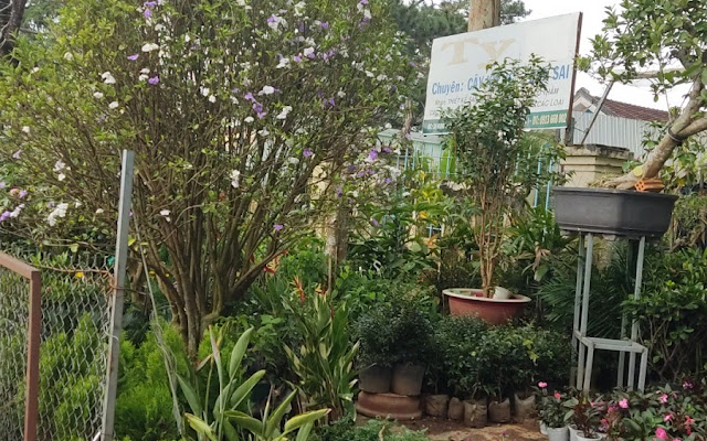 Top 6 Tiệm Cây Cảnh Độc Đáo Tại Đà Lạt – Nơi Cây Cối "Lên Sóng" Đẹp Như Tranh! 7 Cây Cảnh Quang Minh