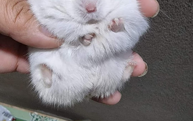 Top 2 Địa Điểm Bán Chuột Hamster Tại Đà Lạt 3 Shop Chuột Hamster Ben Đà Lạt